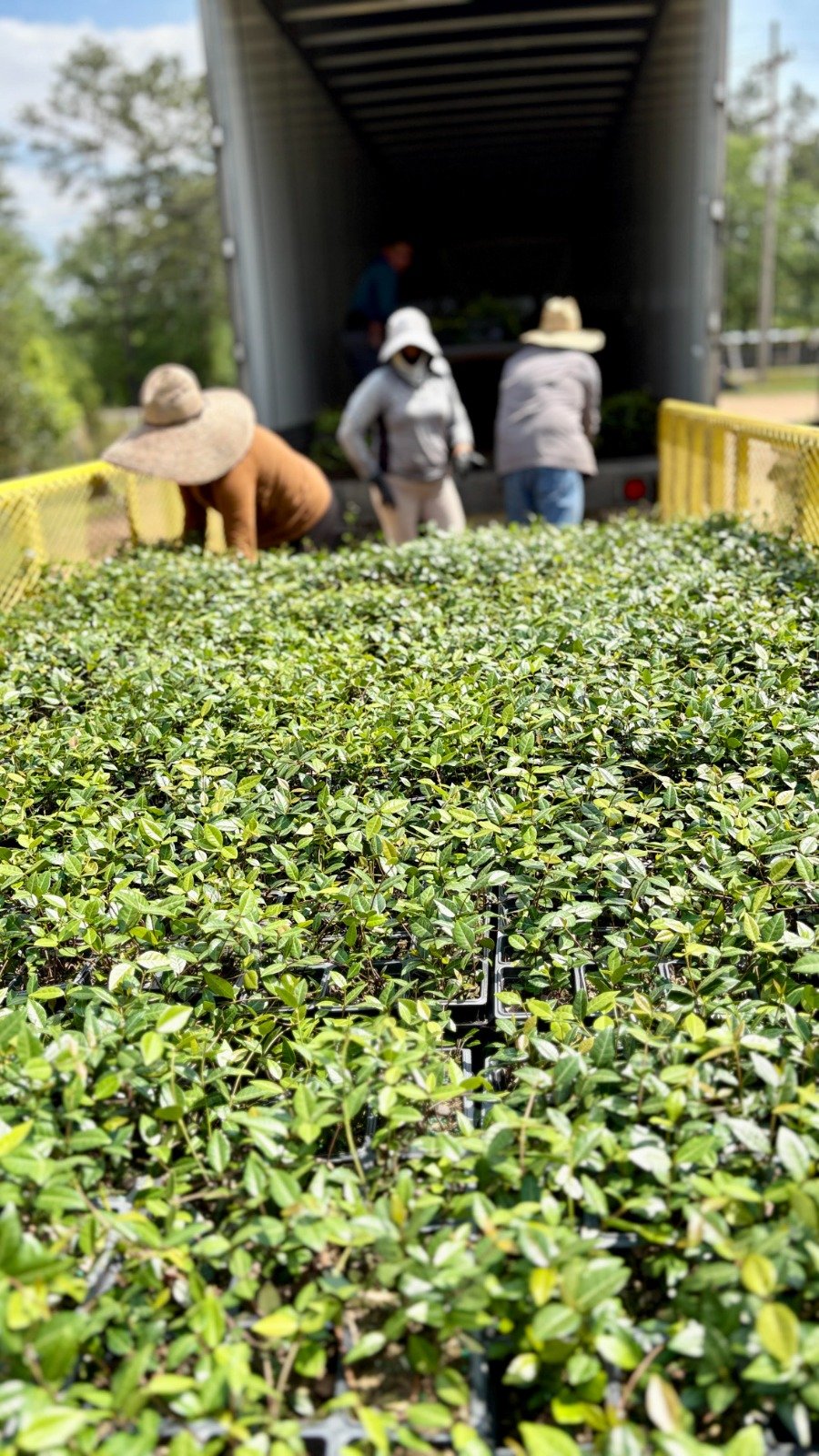 Commercial plant material ready for landscape project fulfillment