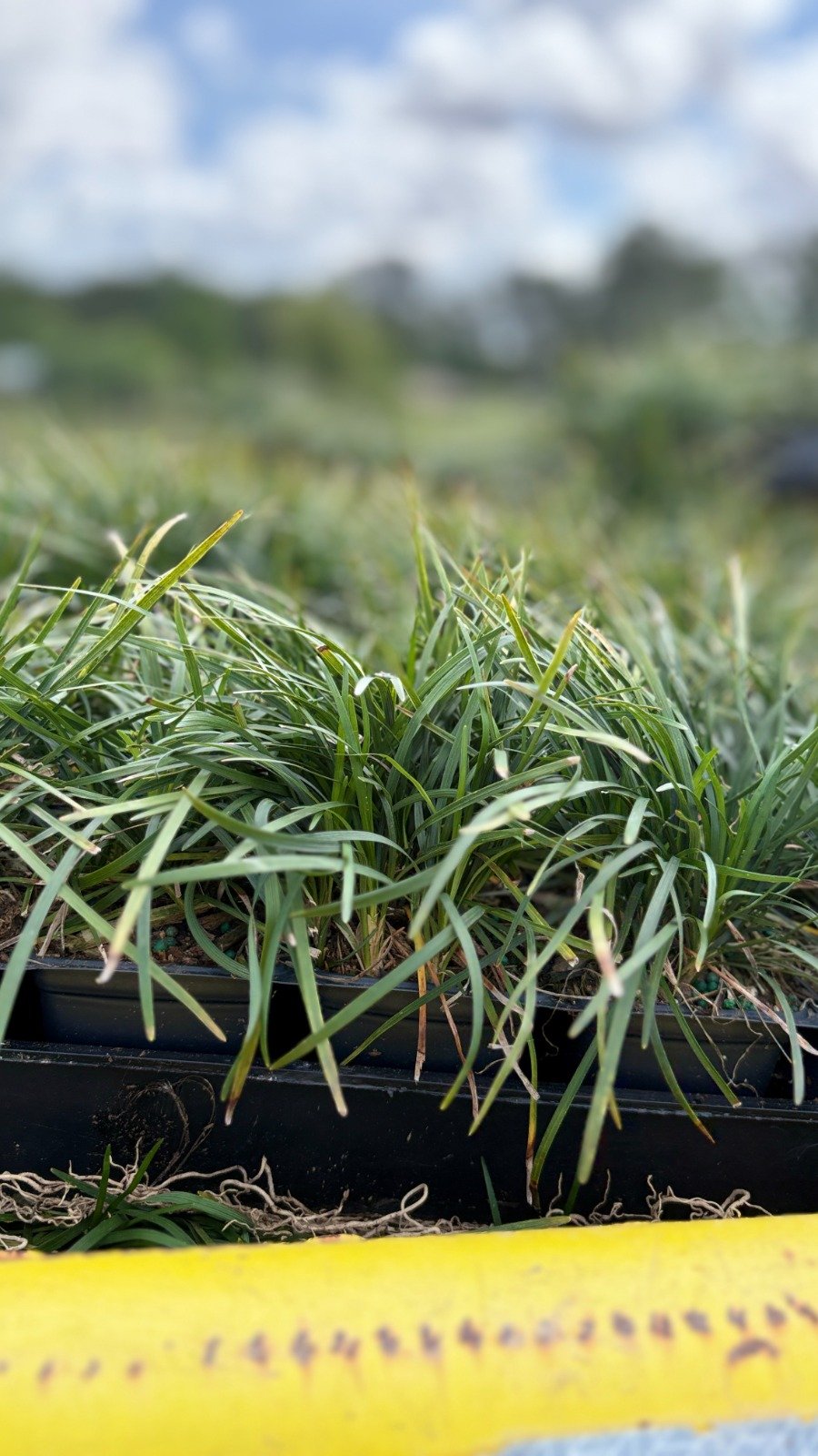 Wholesale ornamental grasses in nursery containers