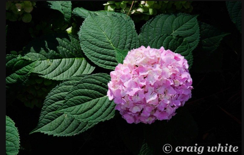 Wholesale ornamental flowers in nursery containers