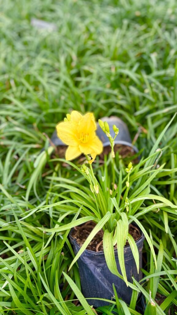 Wholesale ornamental grasses in nursery containers
