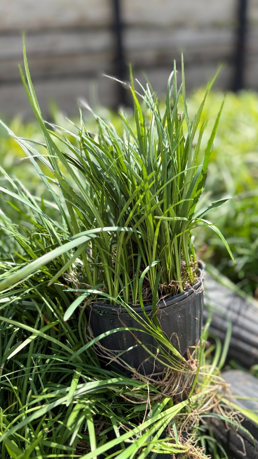 Wholesale ornamental grasses in nursery containers