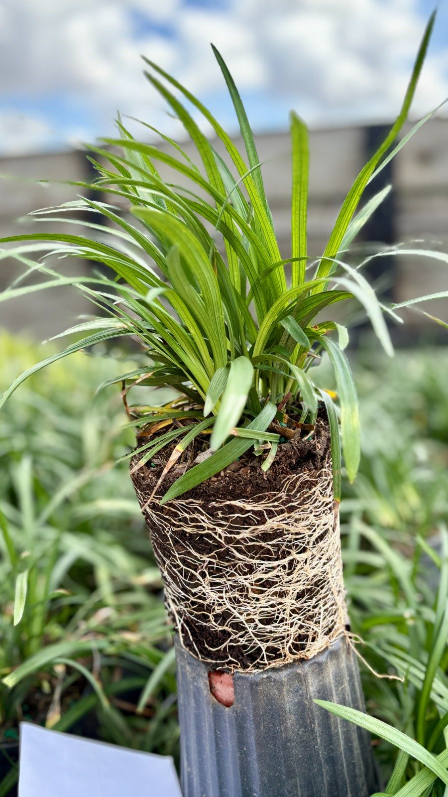 Wholesale ornamental grasses in nursery containers