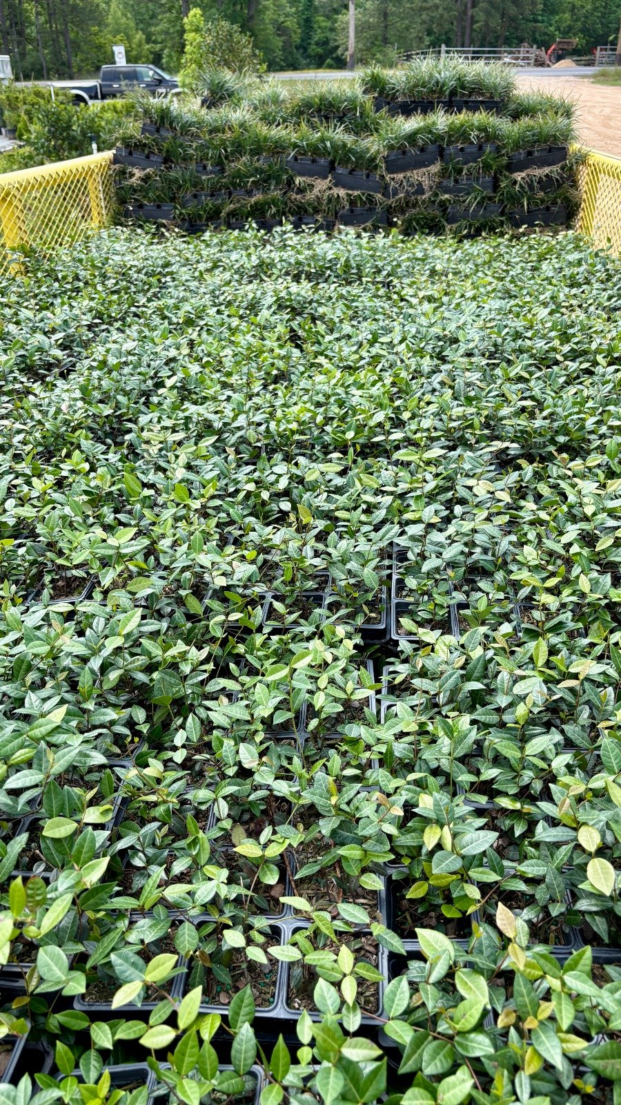 Rows of nursery plants prepared for commercial sourcing