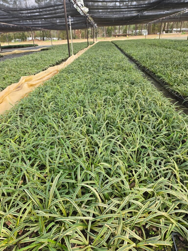 Rows of nursery plants prepared for commercial sourcing