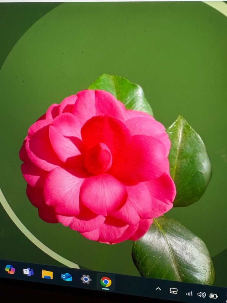 Wholesale ornamental flowers in nursery containers