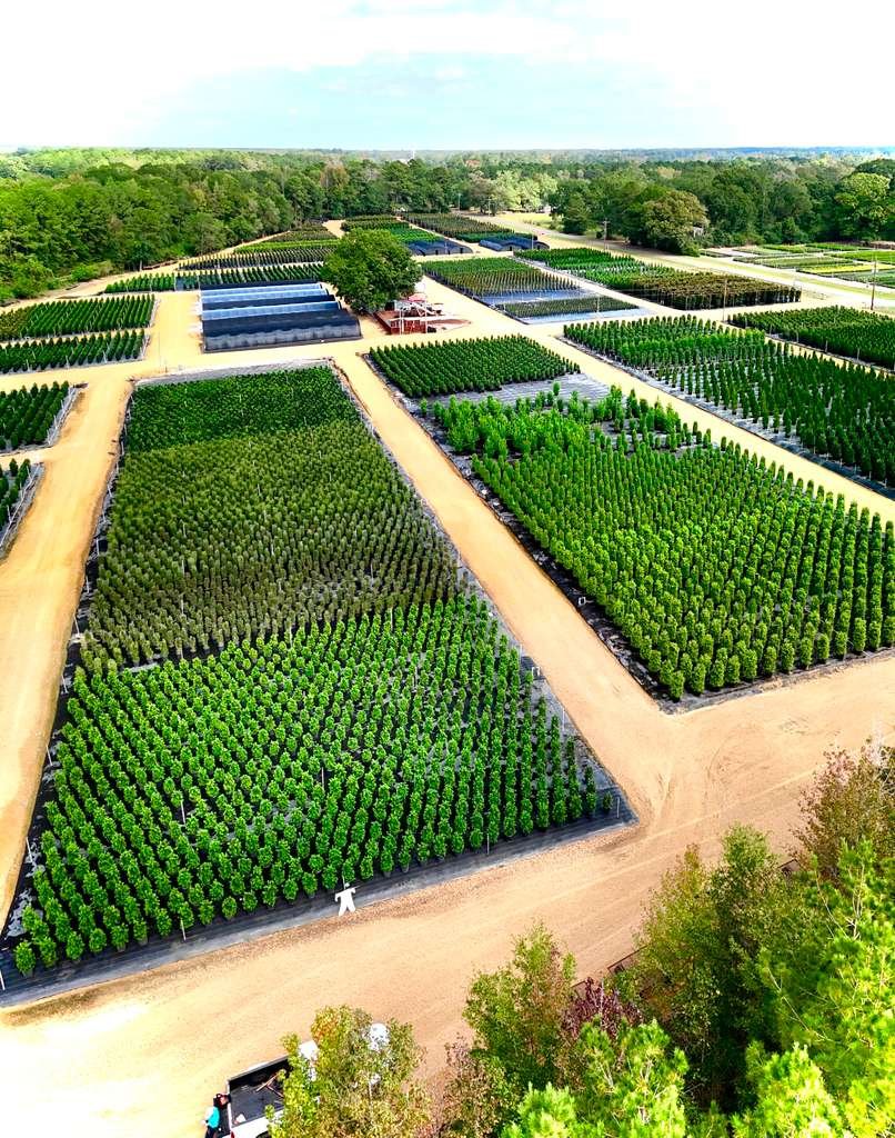 Rows of nursery plants prepared for commercial sourcing