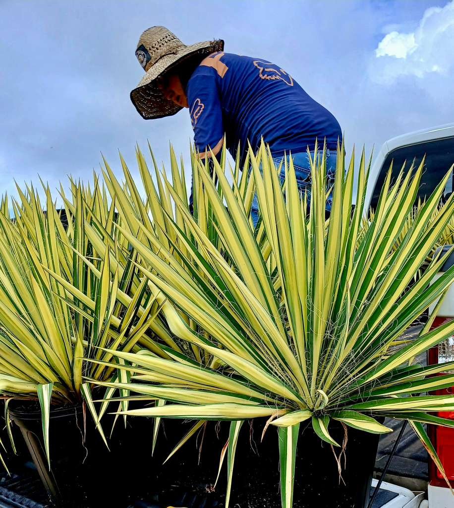 Horticulture Supply Chain nursery plant inventory