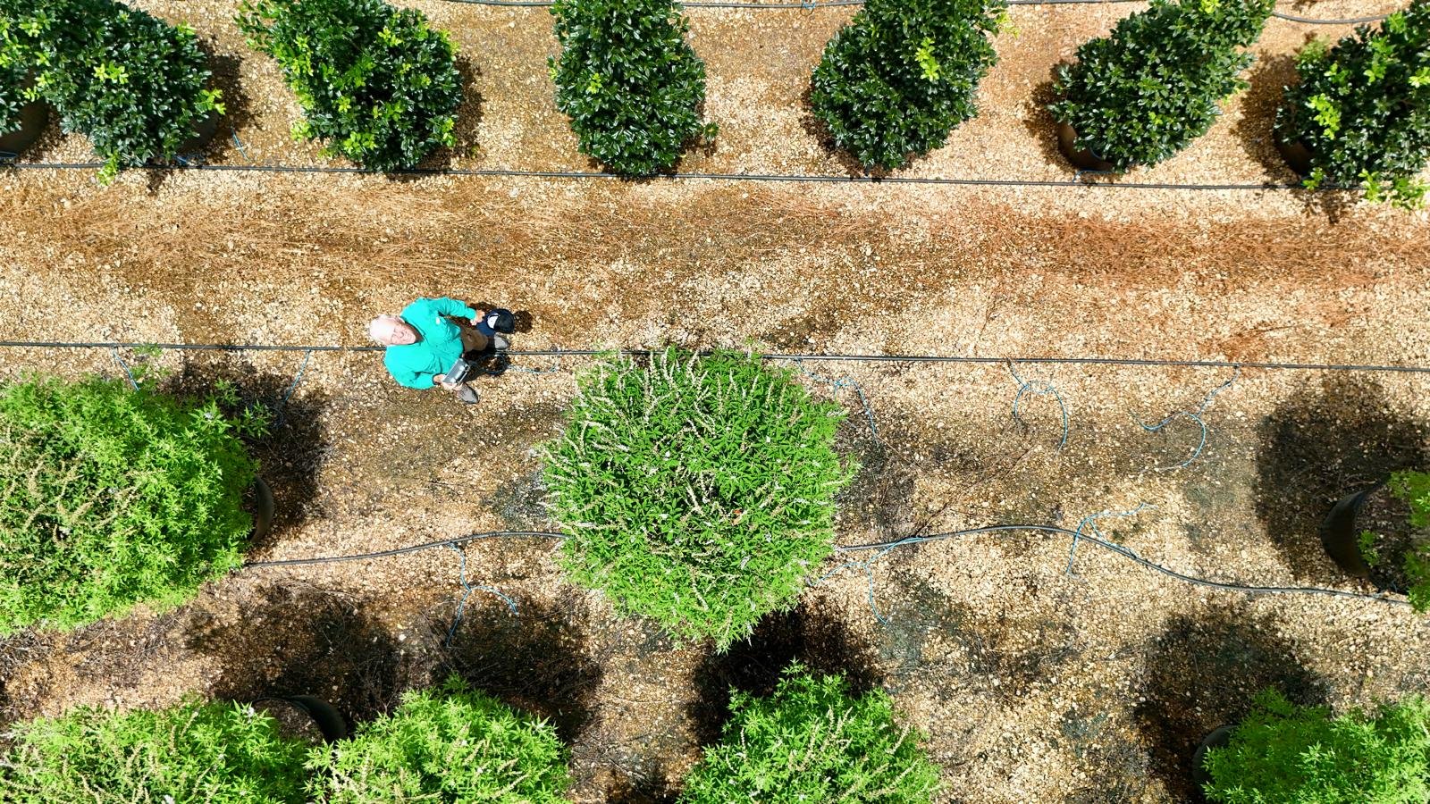 Rows of nursery plants prepared for commercial sourcing
